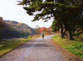 笠取峠の松並木