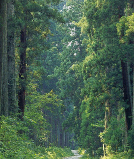 日光道中の杉並木